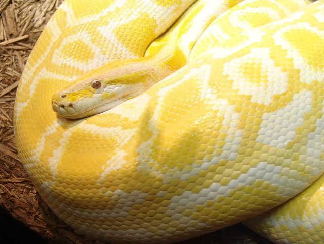 Python - Python là gì và vì sao được nhiều người lựa chọn? Python - Python là gì và vì sao được nhiều người lựa chọn?