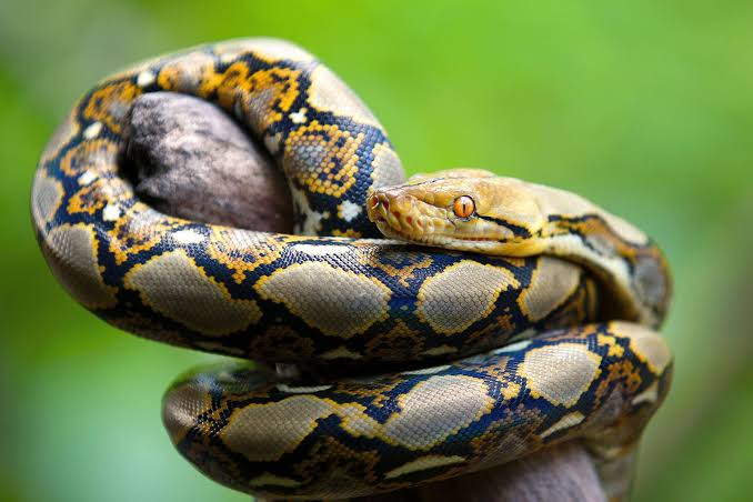 Python - Ưu điểm nổi bật của Python Python - Ưu điểm nổi bật của Python